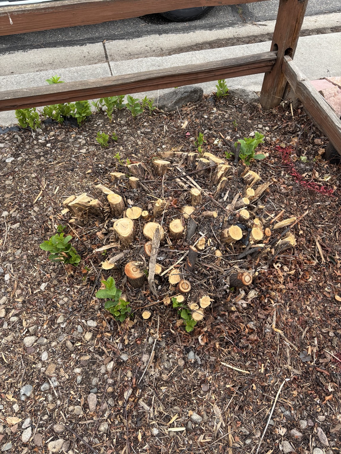 Shrub stump grinding — multiple cut shrub stumps ready to be ground down